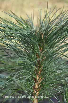 Pine Korean Stone Pine